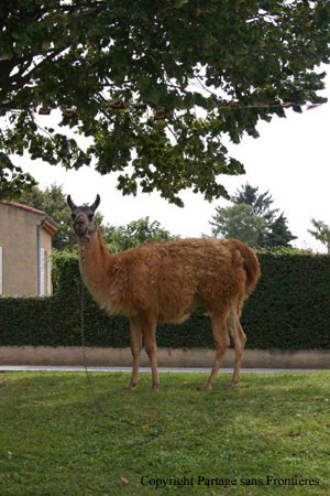 rencontres_tintinophiles_chabeuil_septembre2006 (8)001